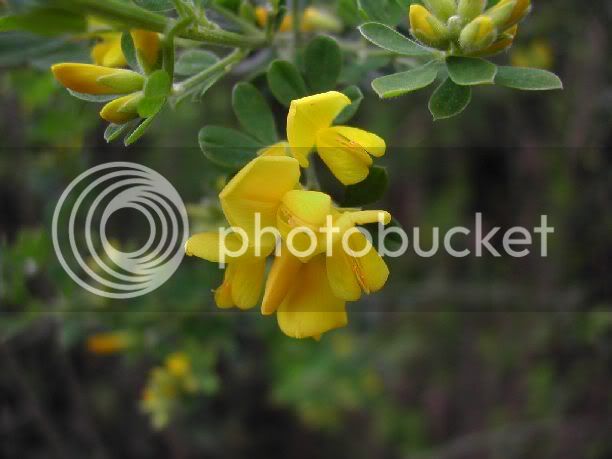 scotchbroom.jpg