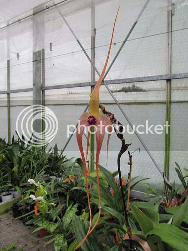 Bulbophyllum2.jpg