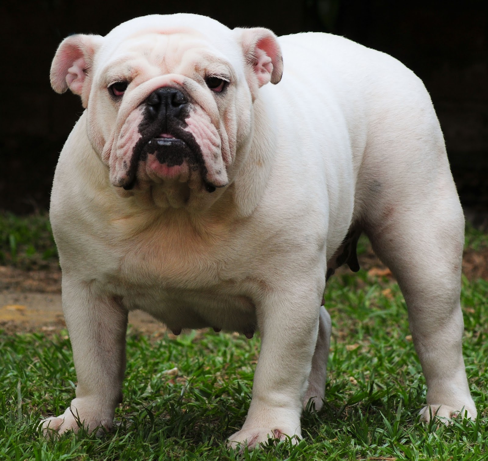 English-bulldog-Only-in-My-Dreams-Savana-de-Mauiexpo3.jpg