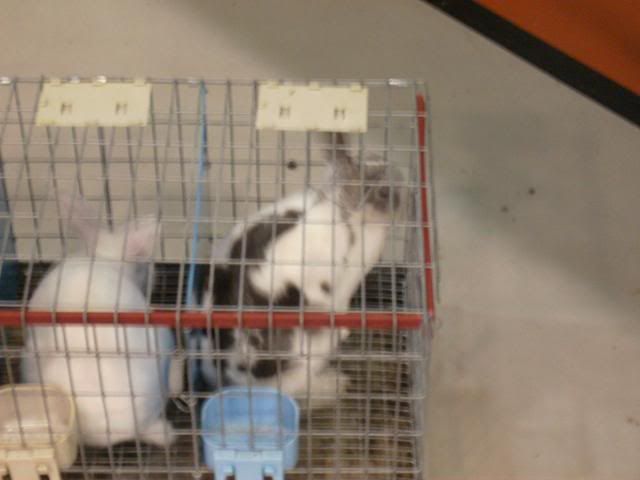 RabbitShow121209022.jpg