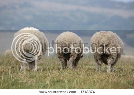 stock-photo-three-sheep-viewed-from-the-rear-1718374_zps8fbb0fd2.jpg