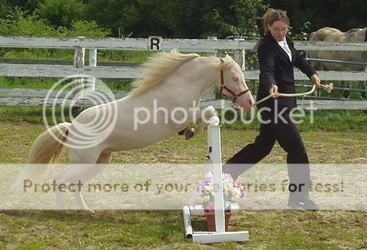 AMHRshowJumper2.jpg