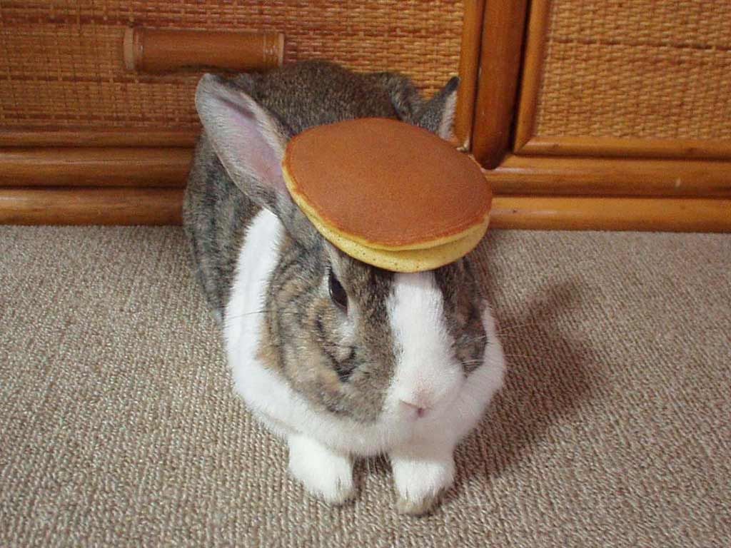 pancake_bunny.jpg