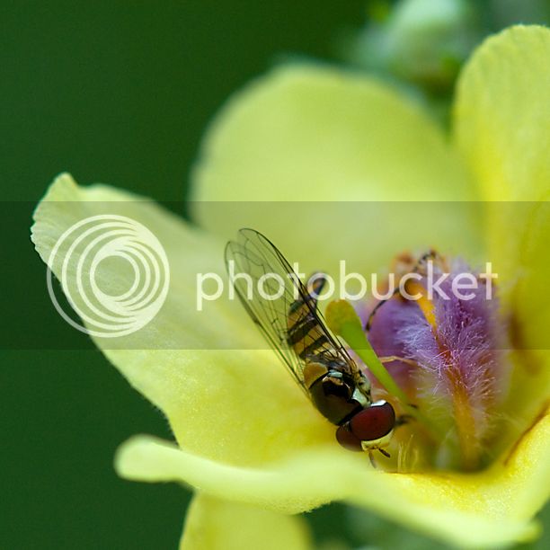 Syrphide_web-1.jpg