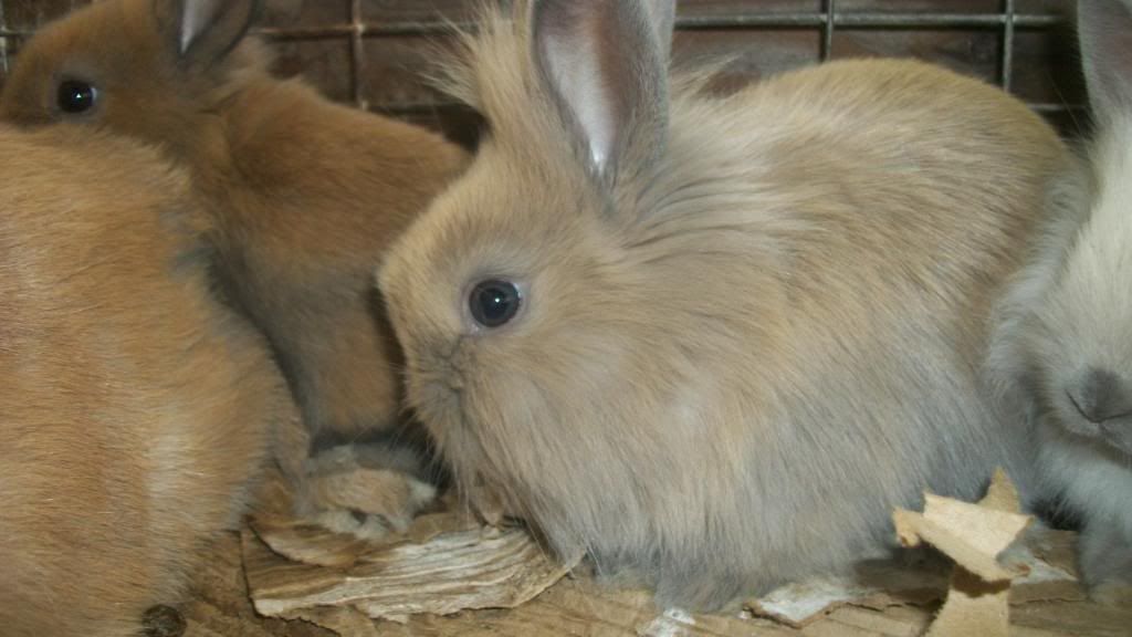 Shady tort discount lionhead bunnies