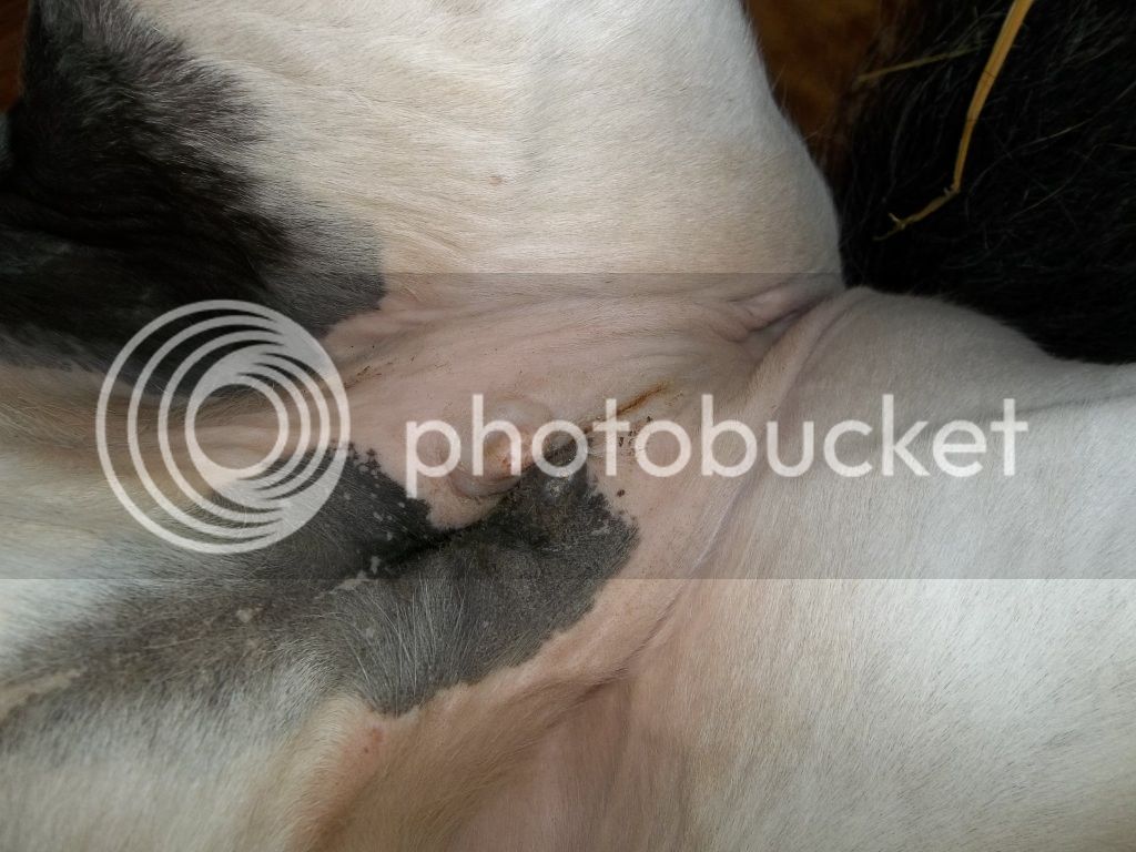 4-06-12Udder.jpg