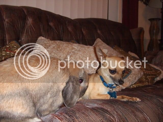 2008_0110bunnyshoot0117.jpg