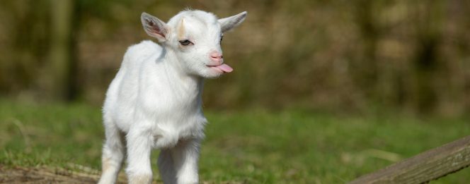 Funny-Baby-Goat-Smile-Moment-664x261.jpg