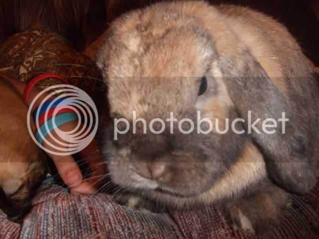 2008_0110bunnyshoot0111.jpg