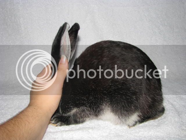 Rabbits744.jpg