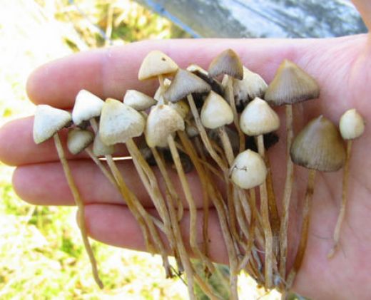 magic-mushrooms.jpg