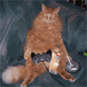 PS2--Booze-Cat.gif