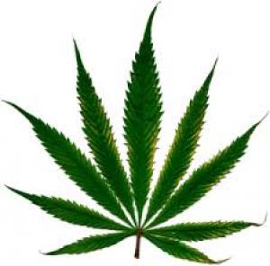 marijuana%20leaf_9.jpg