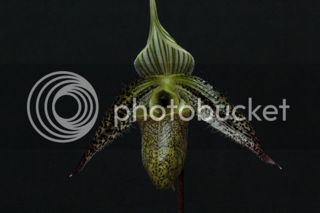 Paph%20wardii%203_zpsygnupe7o.jpg