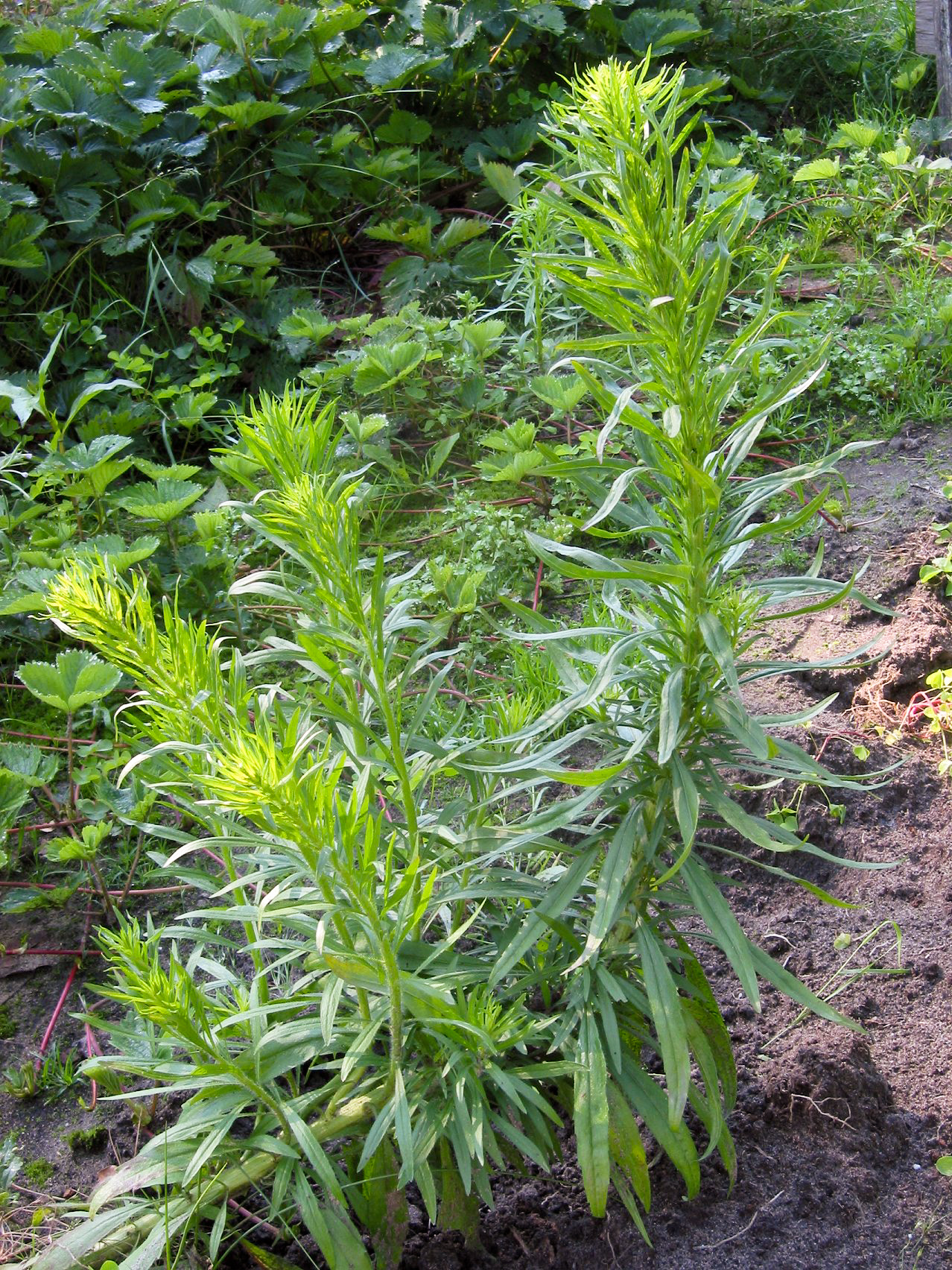 Canadese_fijnstraal_plant_Conyza_canadensis.jpg