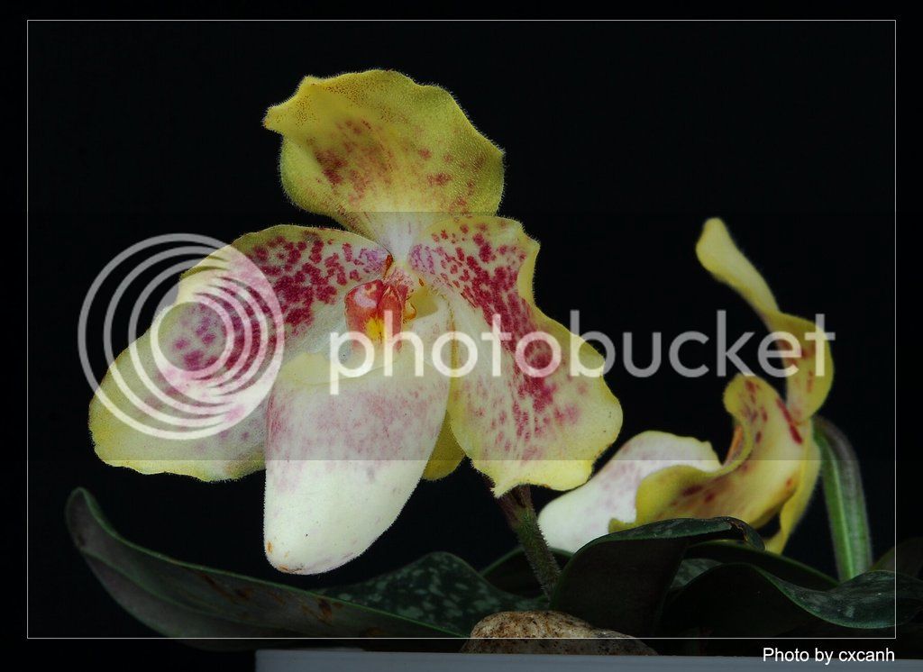 Paphiopedilum%20concolor4.jpg