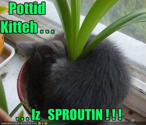 funny-pictures-your-cat-plant-is-sp.jpg