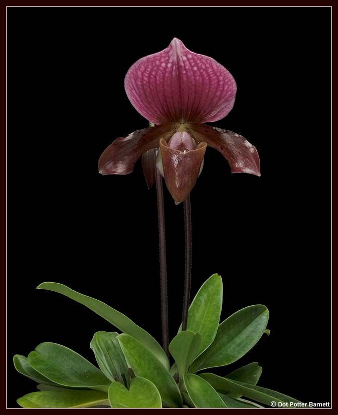 Paph_Unknown-charles-plant_zpsa43fb9d3.jpg