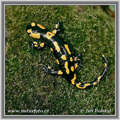 fire-salamander-2605.jpg