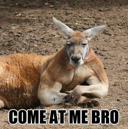 thumbs_buff_kangaroo_come_at_me_bro.jpg
