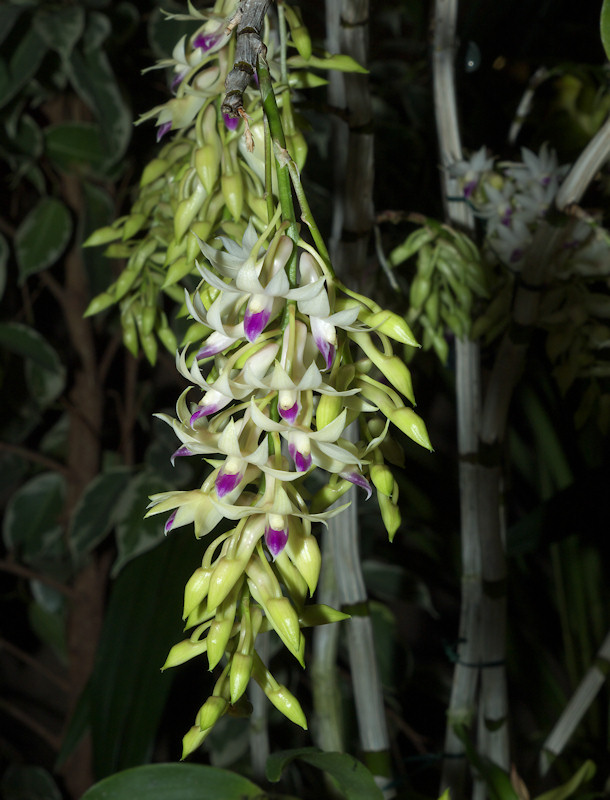 Dendrobium%20amethystoglossum.jpg