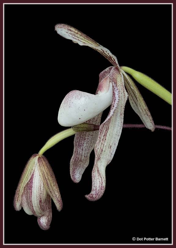 Paph_WhiteCapricorn-side.jpg