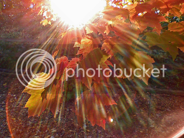 fall-leaves-sm.png