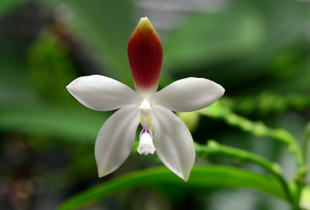 phal_speciosa2.jpg