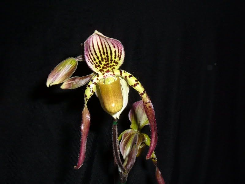 OrchidPictures2011-3.jpg