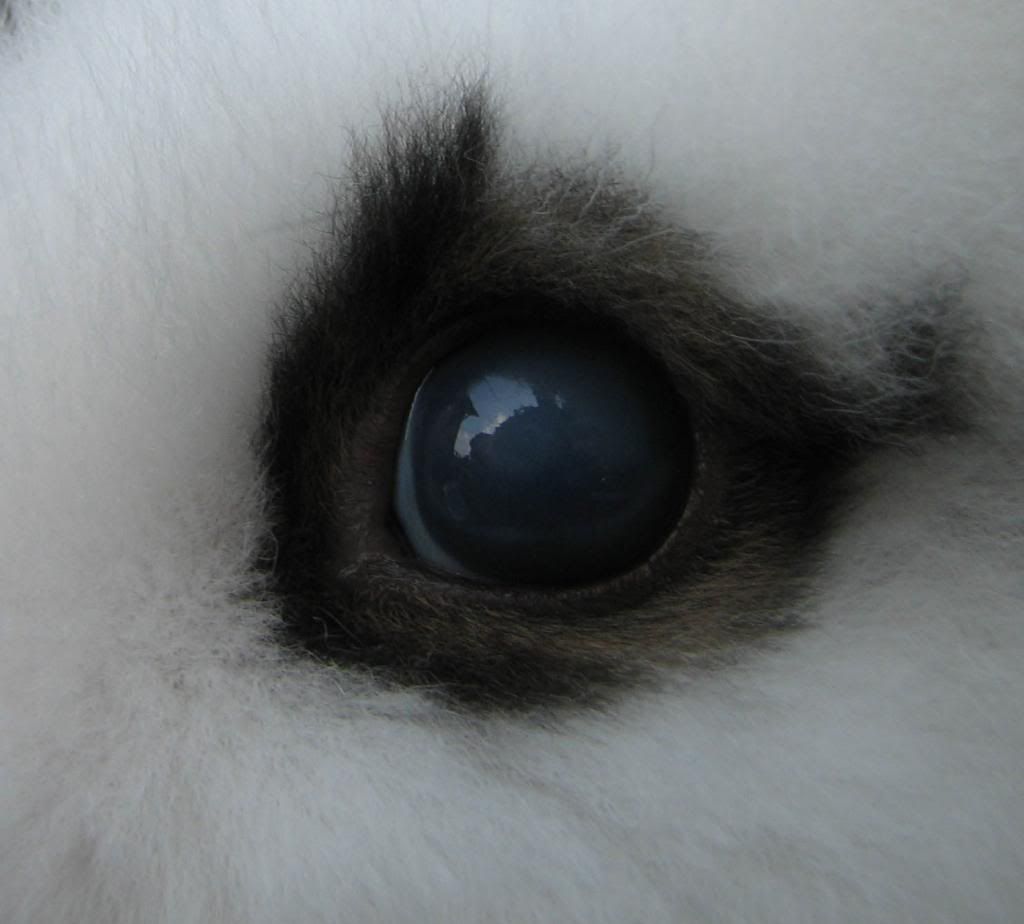 Cloudy Eye in Rabbits