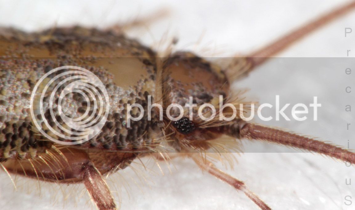 Silverfish_1926-sm.jpg