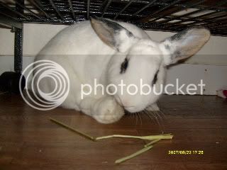 bunbun013-1.jpg