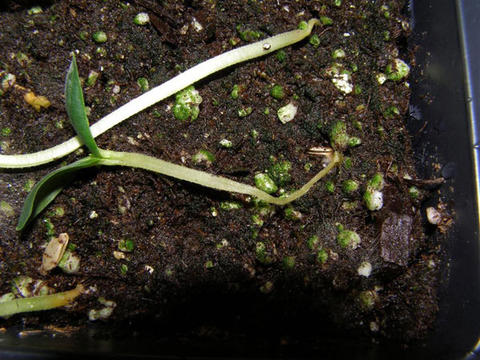 thin, rotted stems of seedlings laying flat on a tray of soil