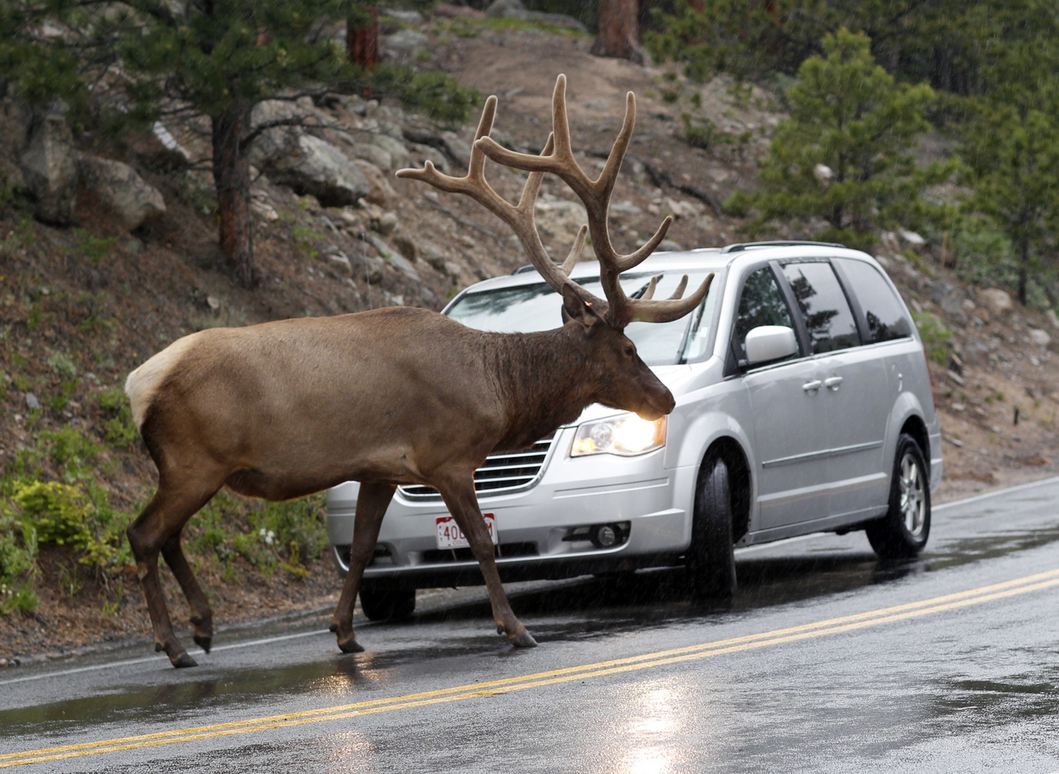 bull-elk-stops-traffic-to-cross-road-in-rmn-park-7.8.11.jpg