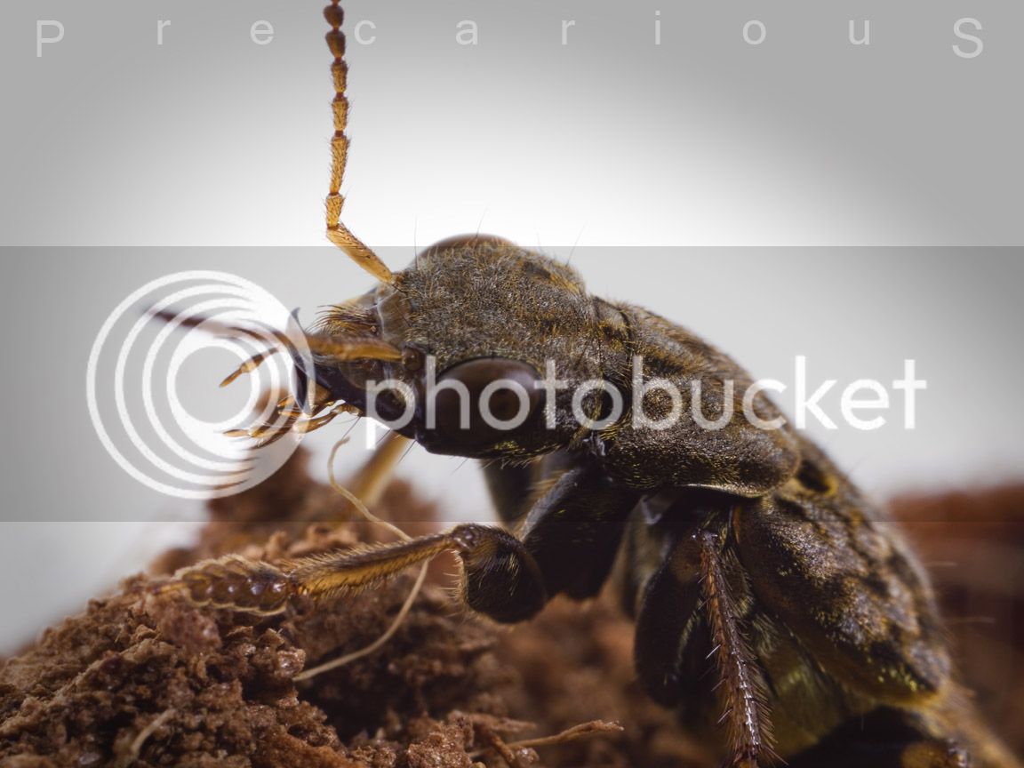 RoverBeetle_0137-sm.jpg