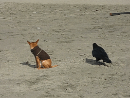 Dog Bird GIF by America's Funniest Home Videos