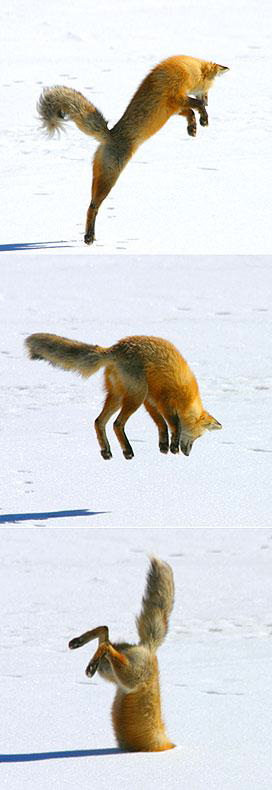 fox_snow1.jpg