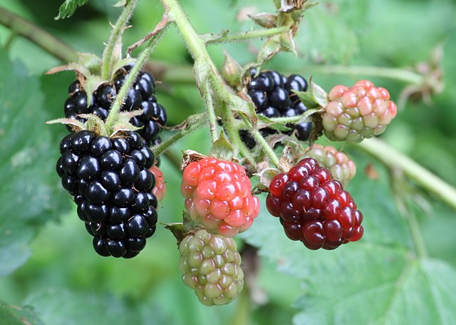 640px-Ripe%2C_ripening%2C_and_green_blackberries.jpg
