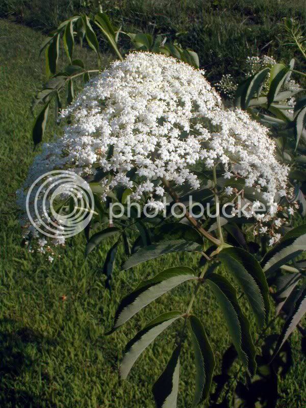 elderflowers.jpg