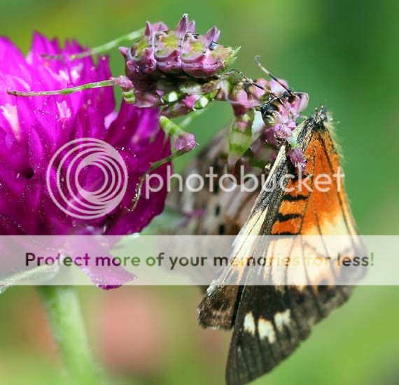 spiny_flower_mantis_eats_butterfly_uganda_brian_zpsb856b2d7.jpg