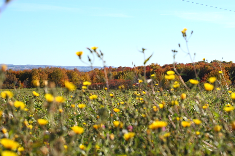 fallcolor1010o.JPG