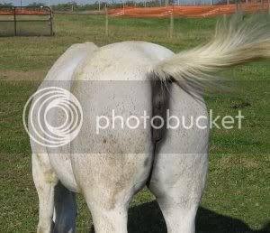 Horses_ass_1-705092.jpg