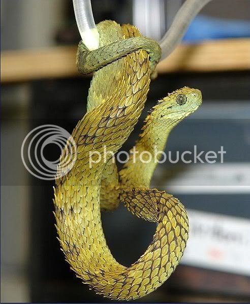 SpinyBushViperAtheris-hispida.jpg