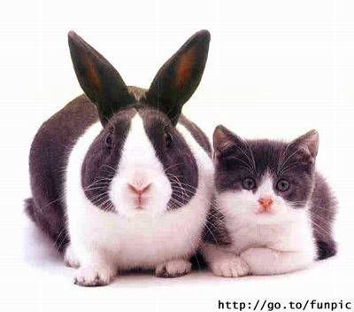 cat-rabbit.jpg