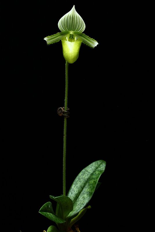 Paph%20hennisianum%20v.%20album2_zps509pvnxe.jpg