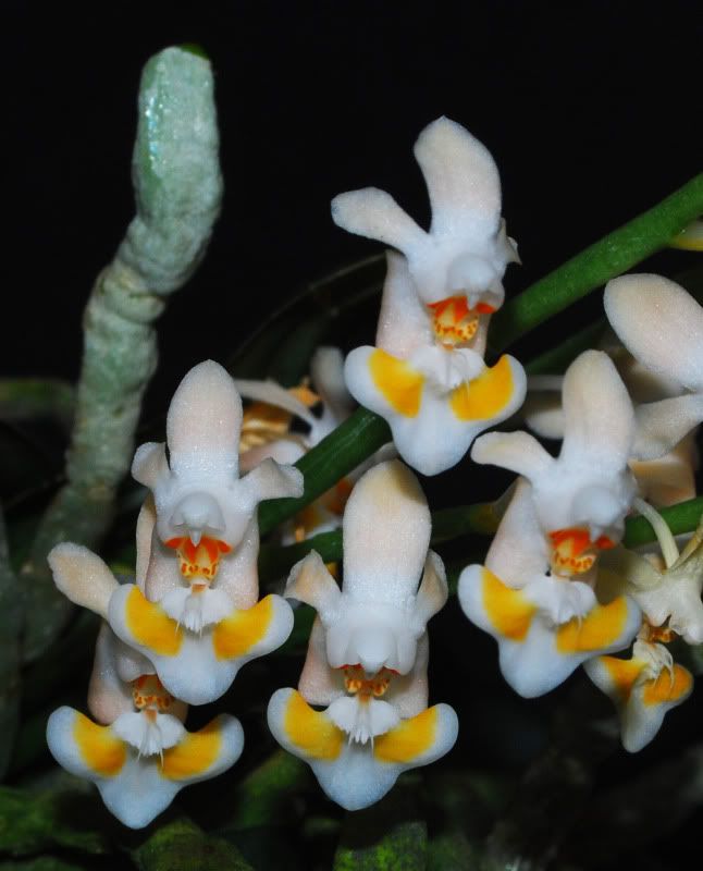 PhalaenopsisthailandicaBltenWssen2011-02b.jpg