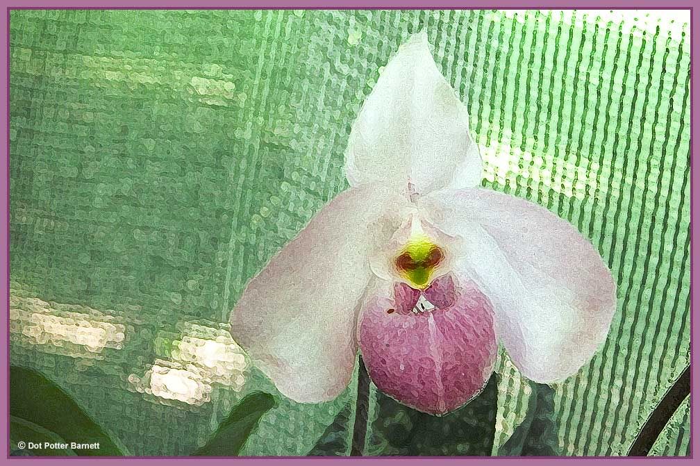 Paph_HCM-painterly.jpg