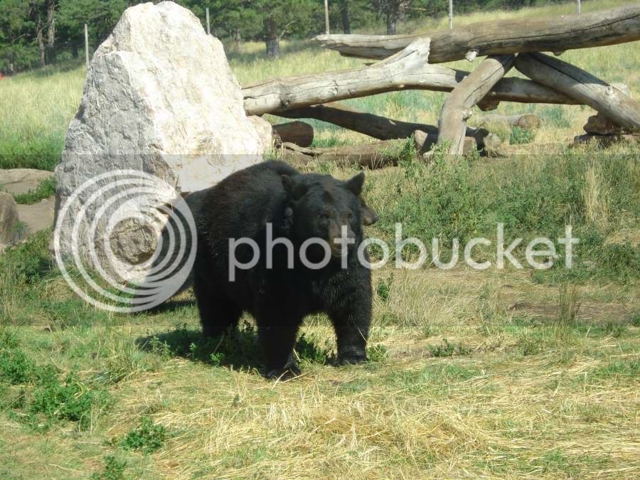 bear1.jpg