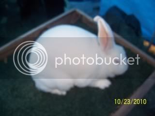 RABBITPICS005.jpg