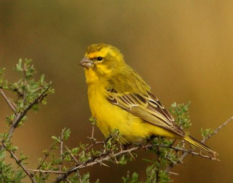 Serinus_flaviventris_-Great_Karoo%2C_Northern_Cape%2C_South_Africa_-adult_male-8.jpg